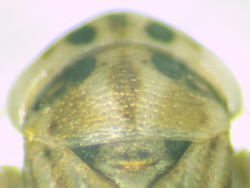 Anaceratagallia ribauti